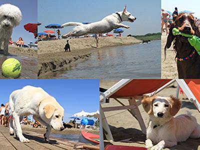 BauBeach: riapre la prima spiaggia per cani con numerose novita'