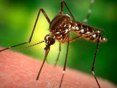 Cerveteri, nuovo ciclo di disinfestazione da zanzara comune e zanzara tigre