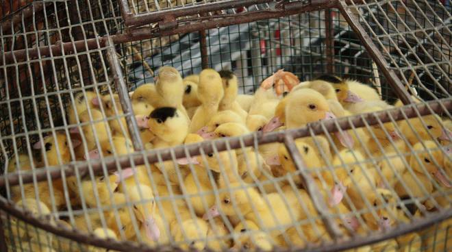 #Fiumicino, vendita di animali presso esercizi ambulanti: adesso il ... - Il Faro