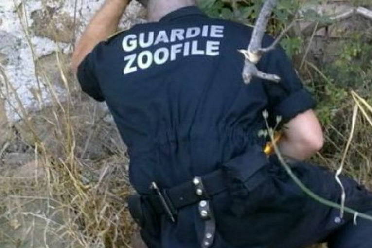 guardie zoofile