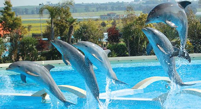 delfini zoomarine