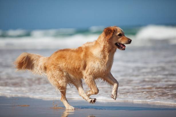 Minturno, ai cani vietato l'accesso alle spiagge