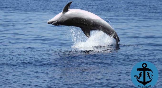 delfini nel mare di Ostia