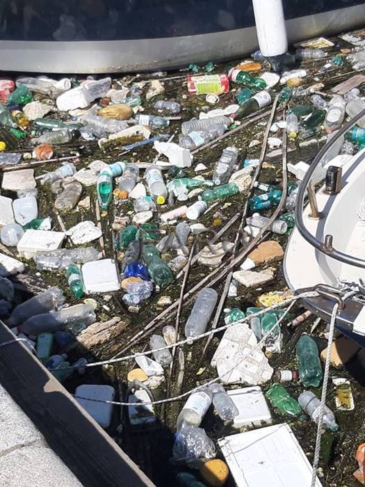 Darsena di Fiumicino invasa dai rifiuti, pure la carcassa di un maiale in acqua