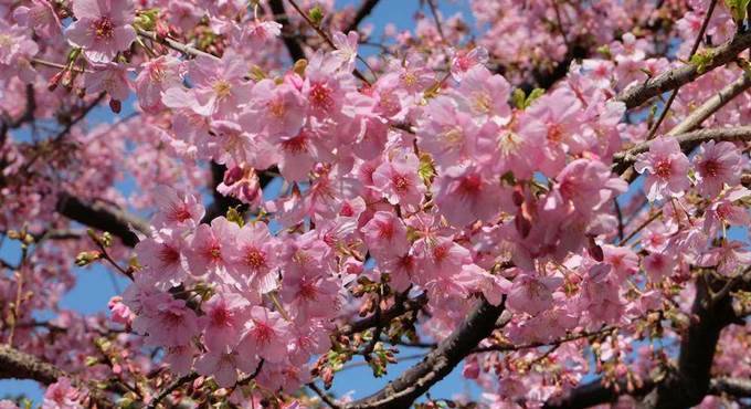 ciliegi giapponesi in fiore