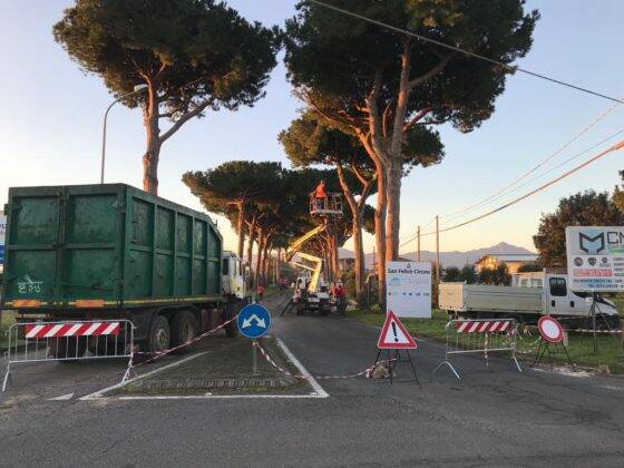 Pini pericolosi: a San Felice prosegue l'abbattimento in via Monte Circeo