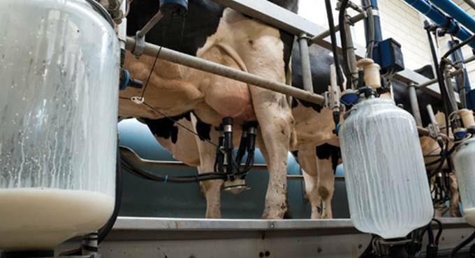 allevatori latte mucche