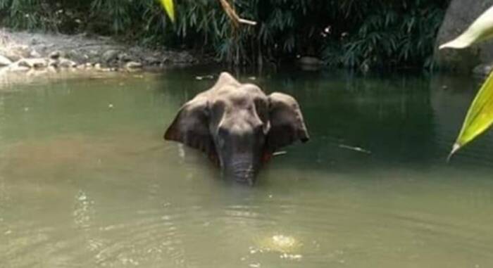 elefante india