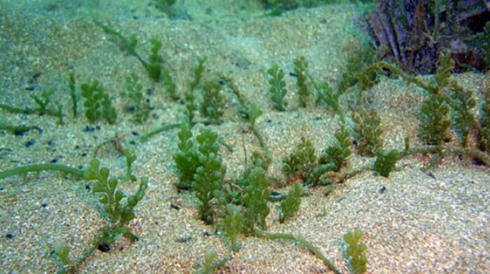 alga verde Caulerpa cylindracea