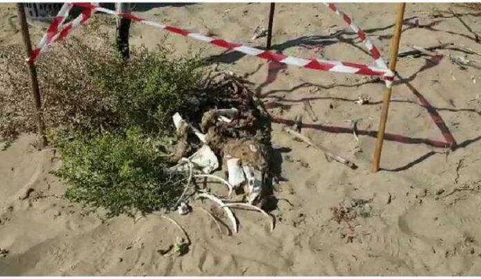 Sabaudia, trovata in spiaggia la carcassa di una capra 