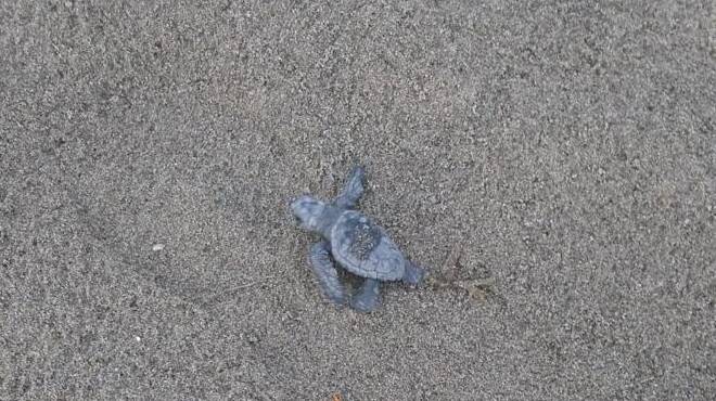 tartaruga campo di mare