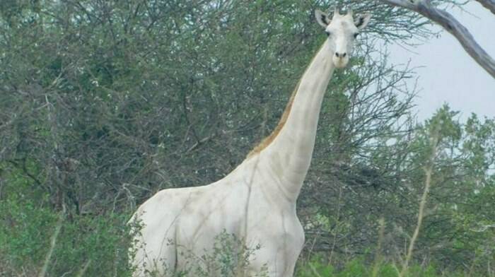 giraffa bianca