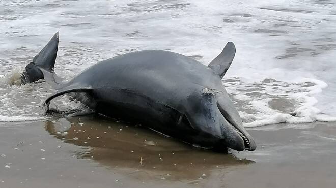 Delfino spiaggiato Ardea