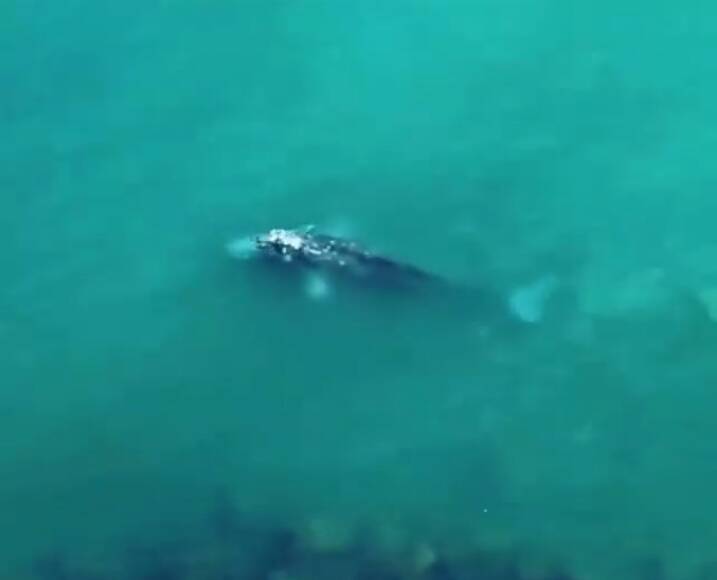Balene E Delfini Nel Mar Tirreno Come Comportarsi In Caso Di Avvistamento Il Faro Online