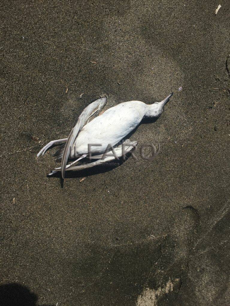 uccelli morti spiaggia palidoro