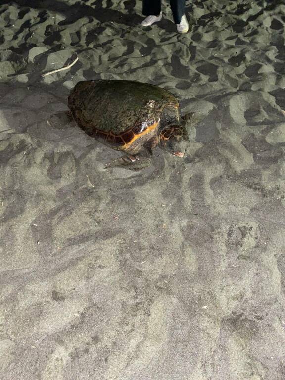nido tartaruga spiaggia libera ostia