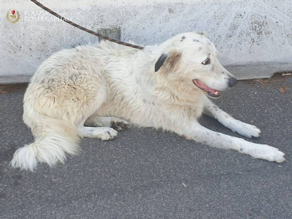 cane salvato polizia locale roma