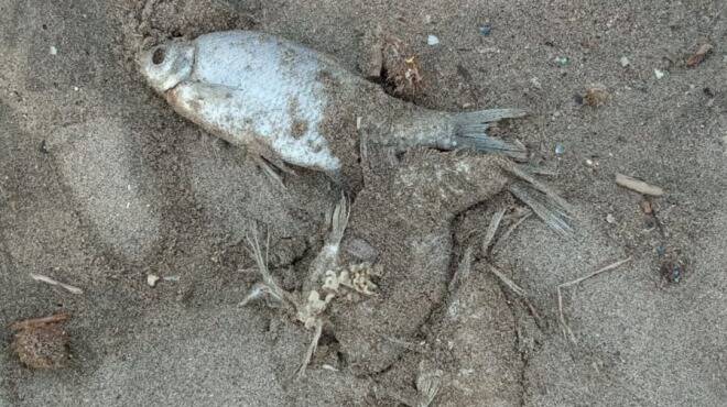 moria pesci Fiumicino Tevere