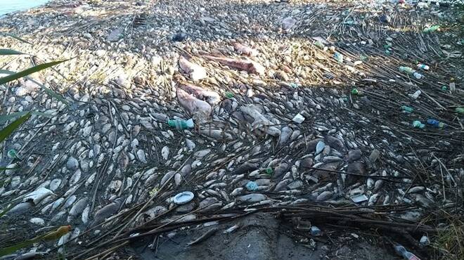 Pesci morti sulla ciclabile di Fiumicino
