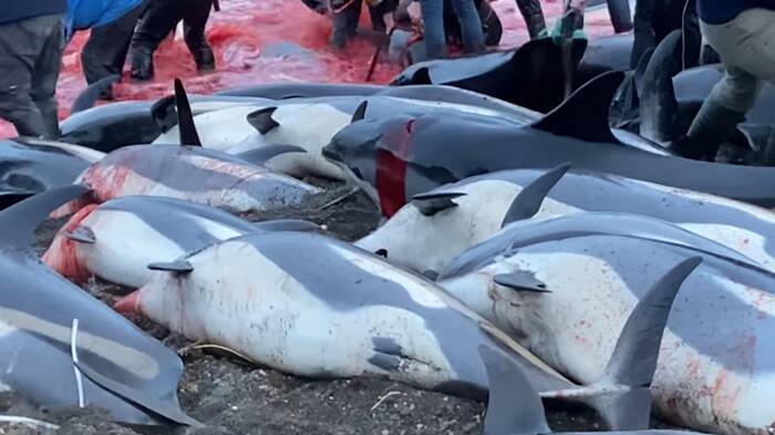 strage delfii