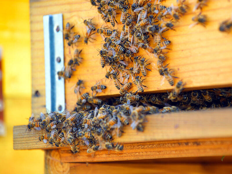 Giornata mondiale delle api 2022: come nasce e perché si celebra il 20 maggio