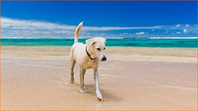 cane spiaggia