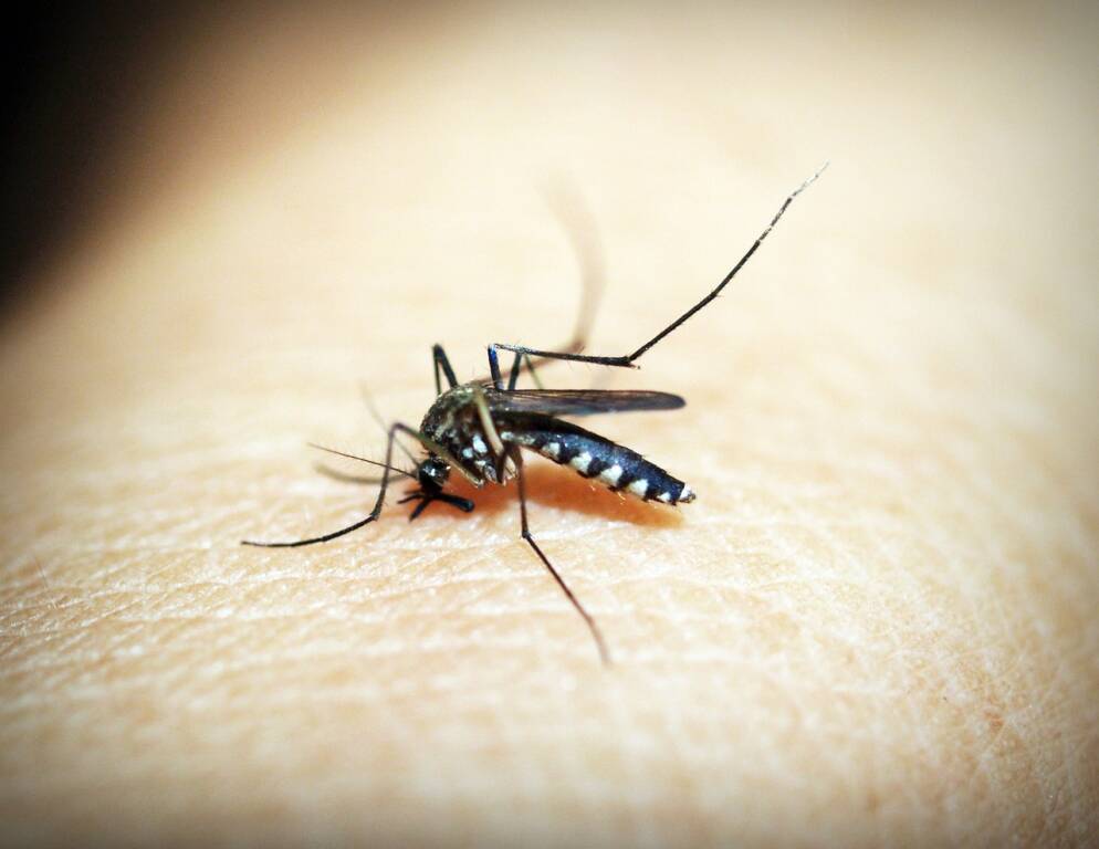 dengue zanzara infetta