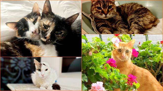 L'Odv Scacco Gatto lancia il Calendario 2024 a sostegno dei felini - Il  Faro Online